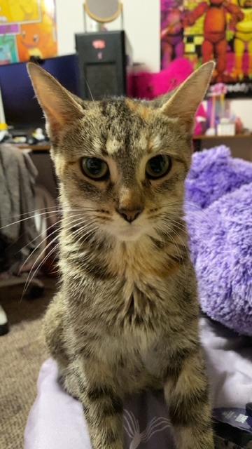 Moxie, Adoptable, Young Female Domestic Short Hair.