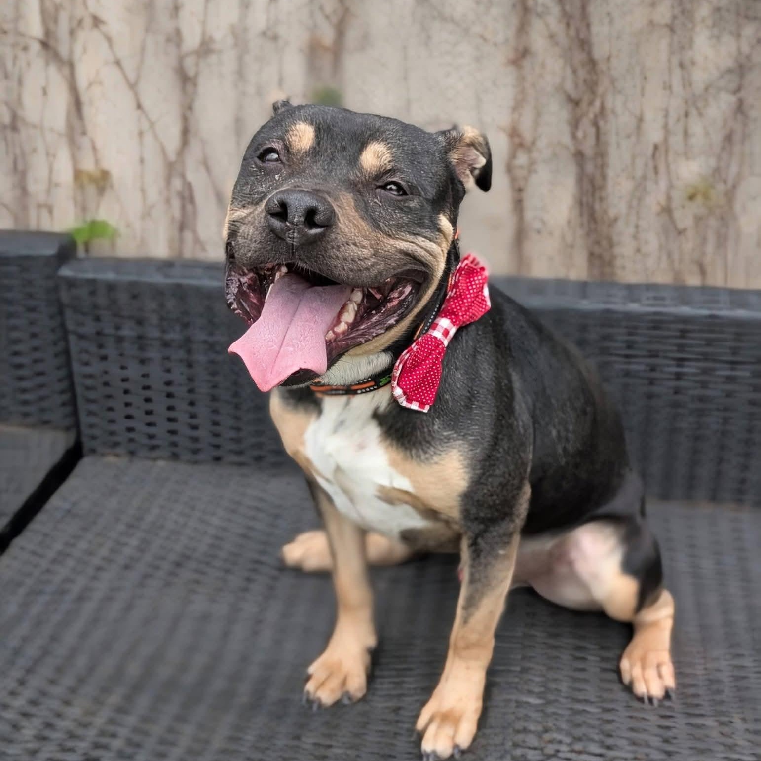 Enlarge Duke, a Adoptable mixed breed in OKLAHOMA CITY, OK image 2/5