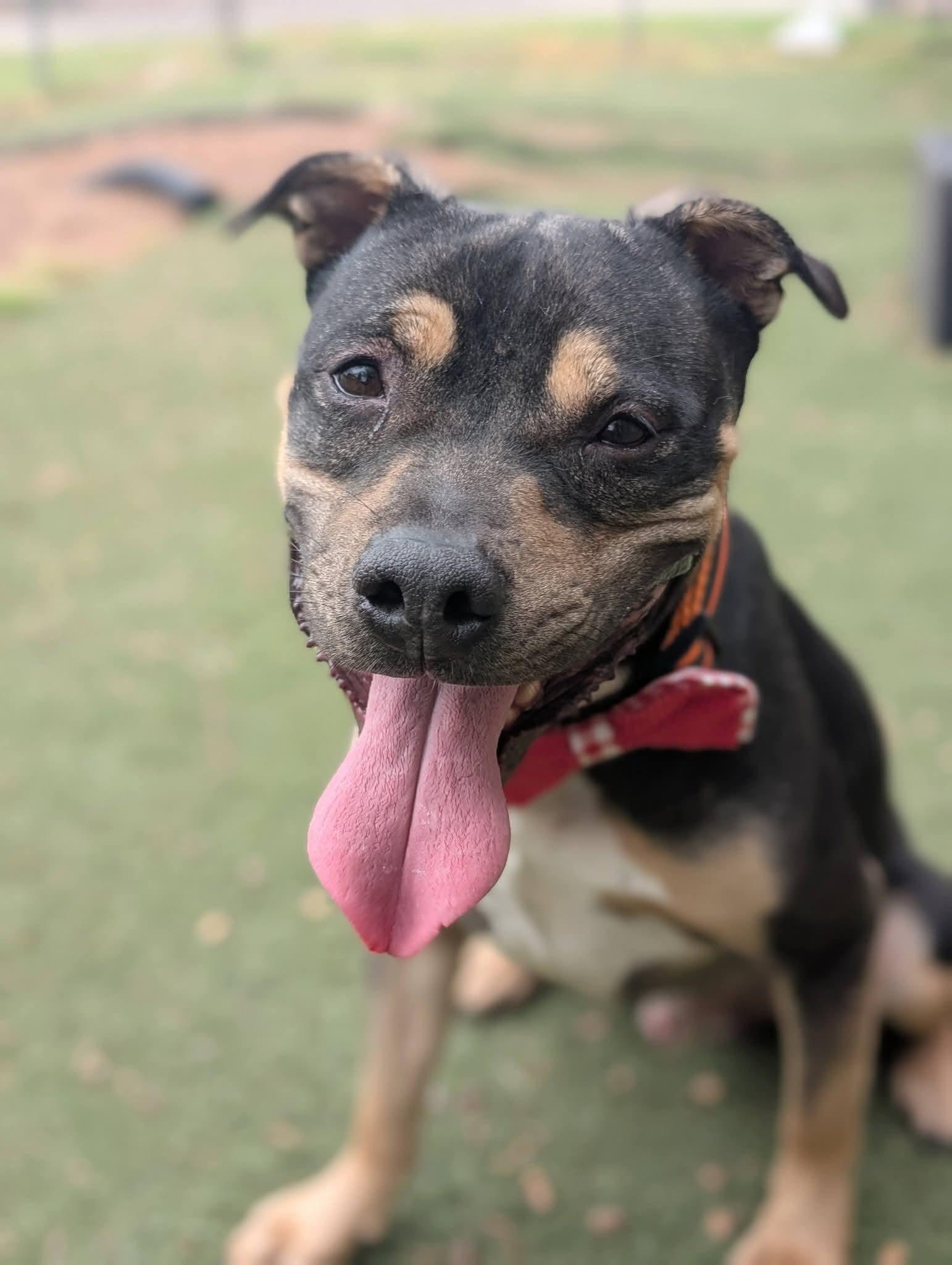 Duke, Adoptable, Adult Male Staffordshire Bull Terrier & Rottweiler.
