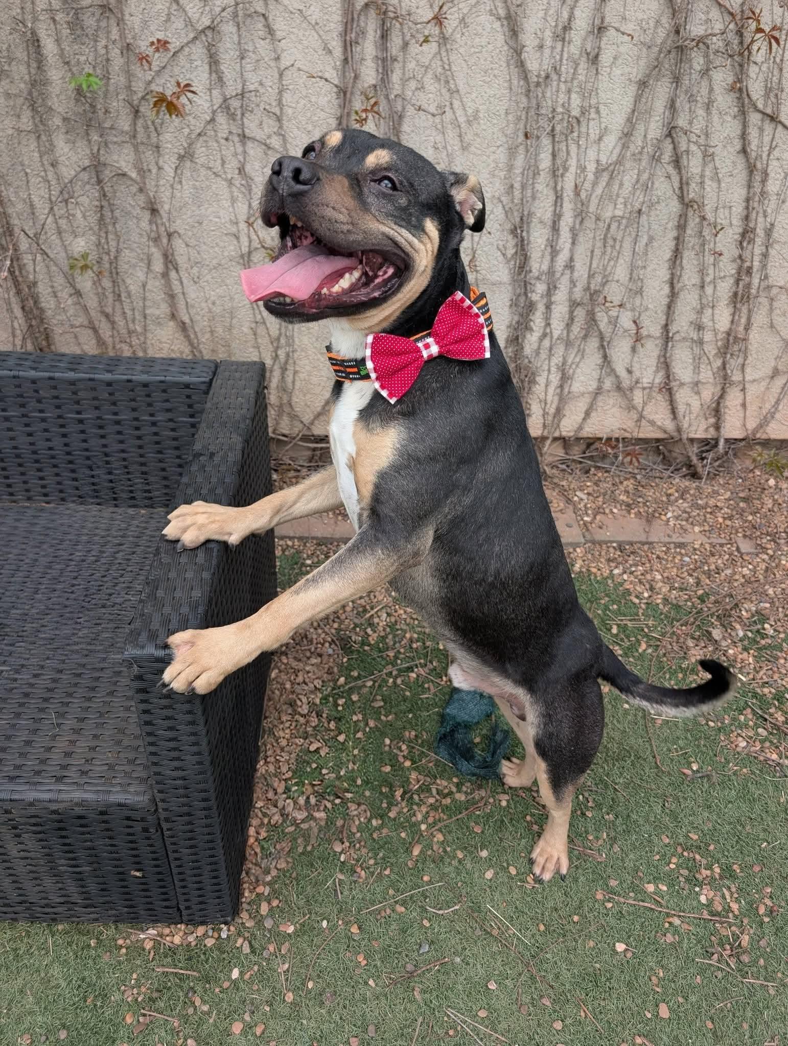 Enlarge Duke, a Adoptable mixed breed in OKLAHOMA CITY, OK image 5/5