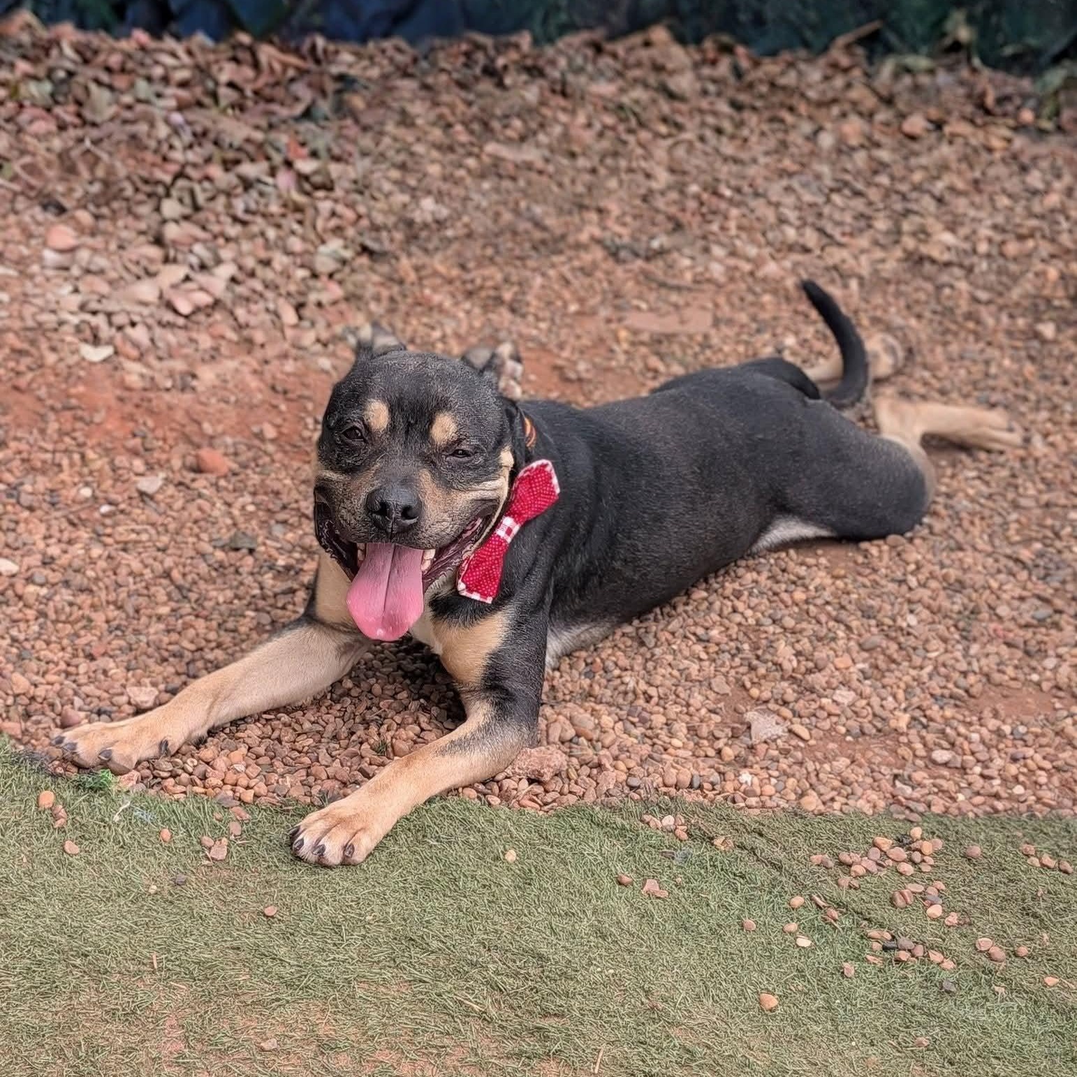 Enlarge Duke, a Adoptable mixed breed in OKLAHOMA CITY, OK image 4/5