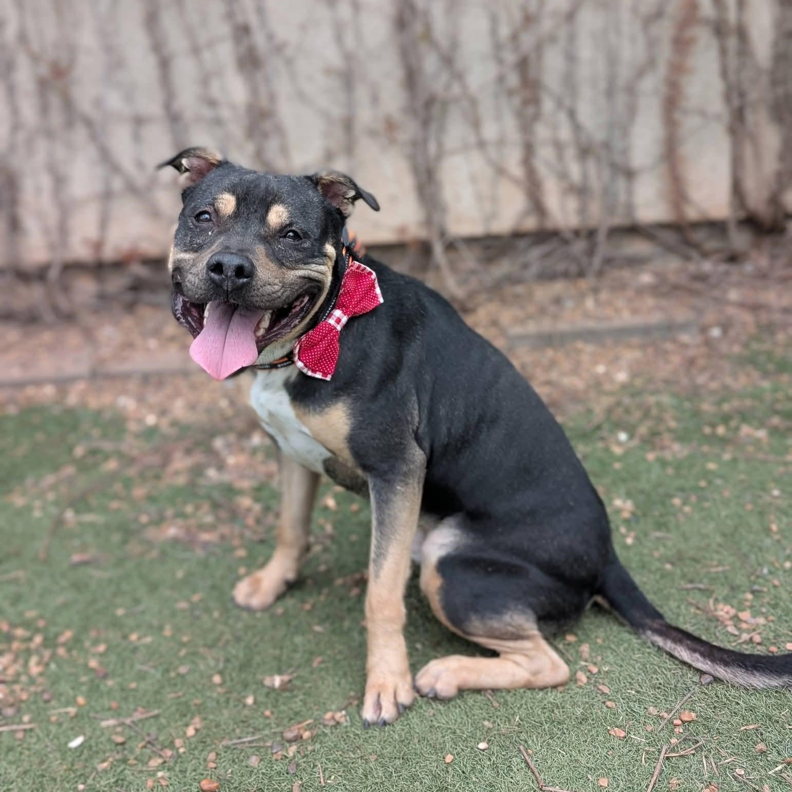 Enlarge Duke, a Adoptable mixed breed in OKLAHOMA CITY, OK image 3/5
