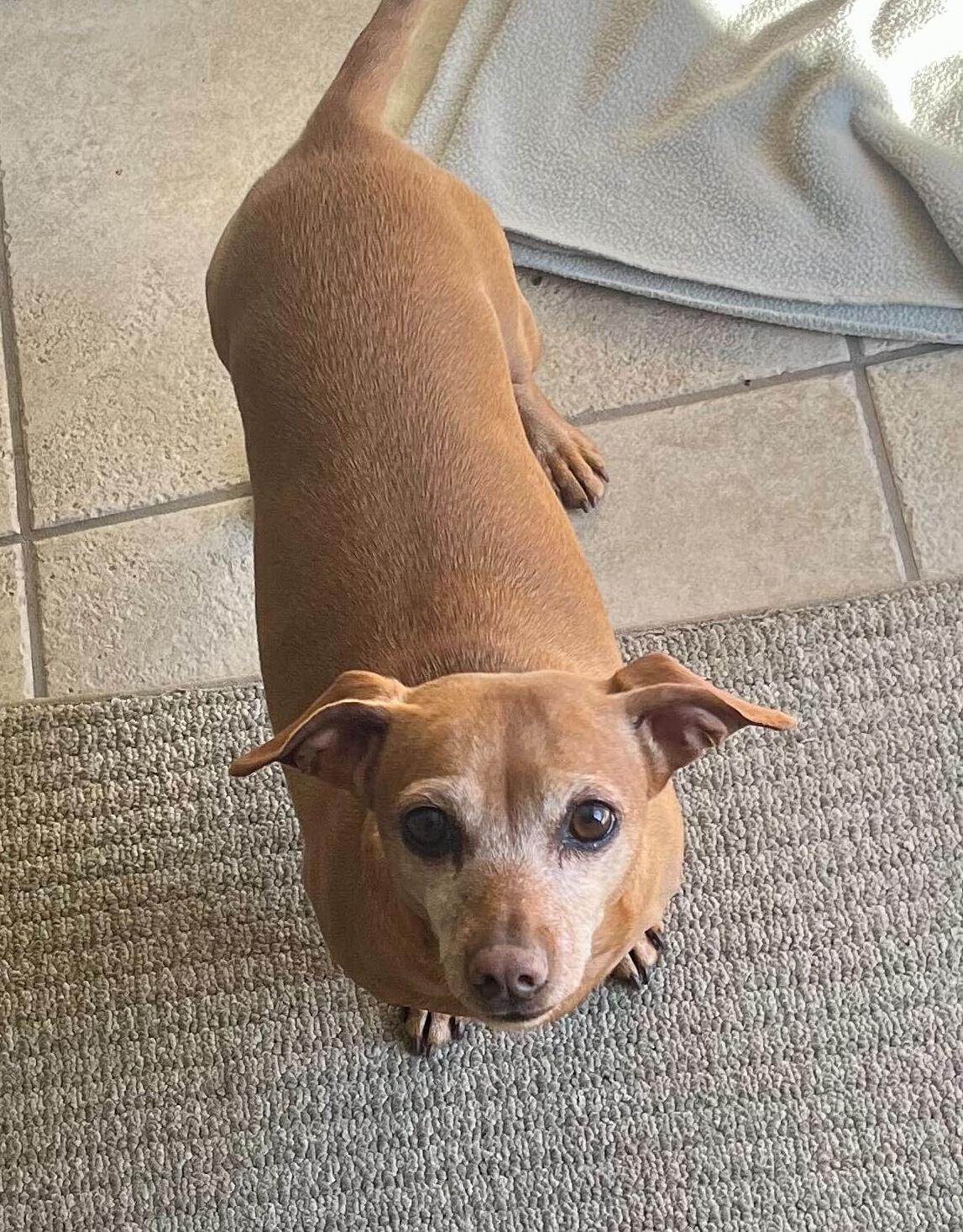 Enlarge Chloe (Bonded Pair: Sparky), a Adoptable Dachshund in Salt Lake City, UT image 4/5
