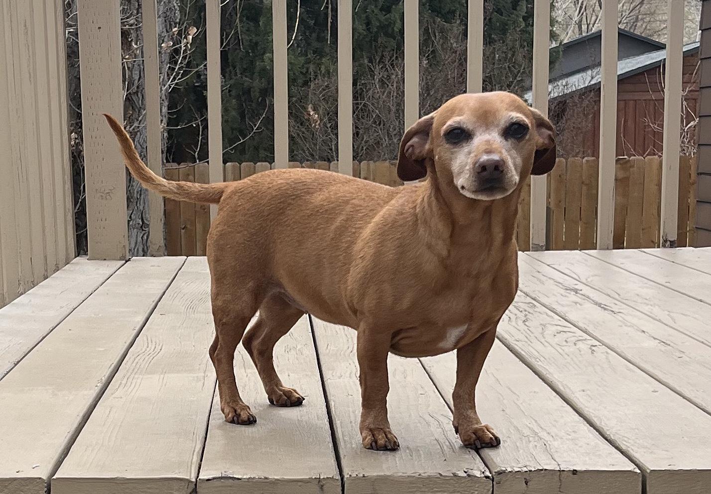 Enlarge Chloe (Bonded Pair: Sparky), a Adoptable Dachshund in Salt Lake City, UT image 2/5