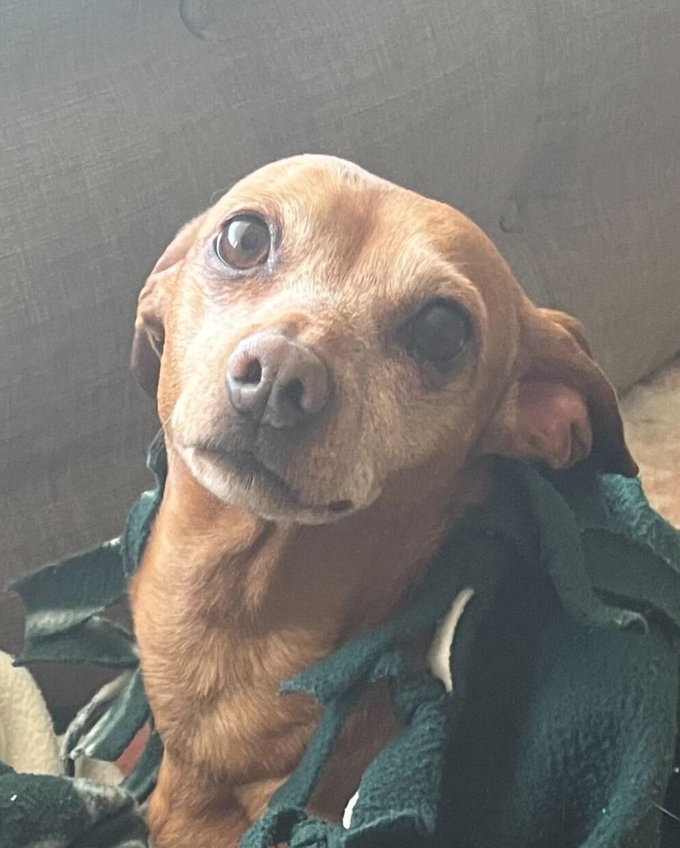 Chloe (Bonded Pair: Sparky), Adoptable, Senior Female Dachshund.