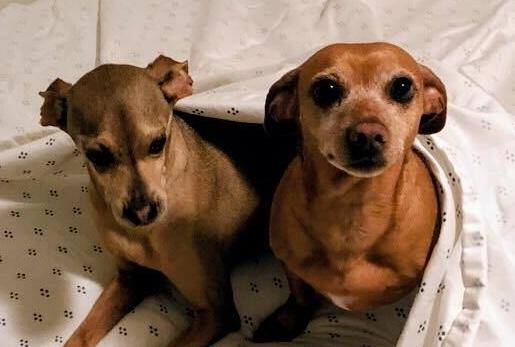 Enlarge Chloe (Bonded Pair: Sparky), a Adoptable Dachshund in Salt Lake City, UT image 5/5