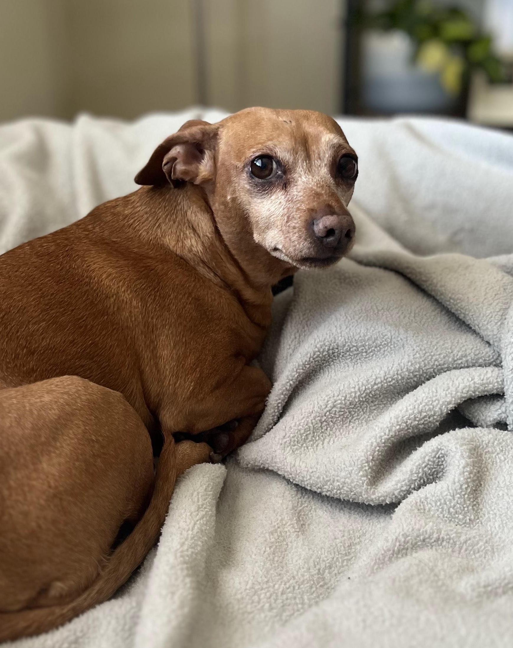 Enlarge Chloe (Bonded Pair: Sparky), a Adoptable Dachshund in Salt Lake City, UT image 3/5