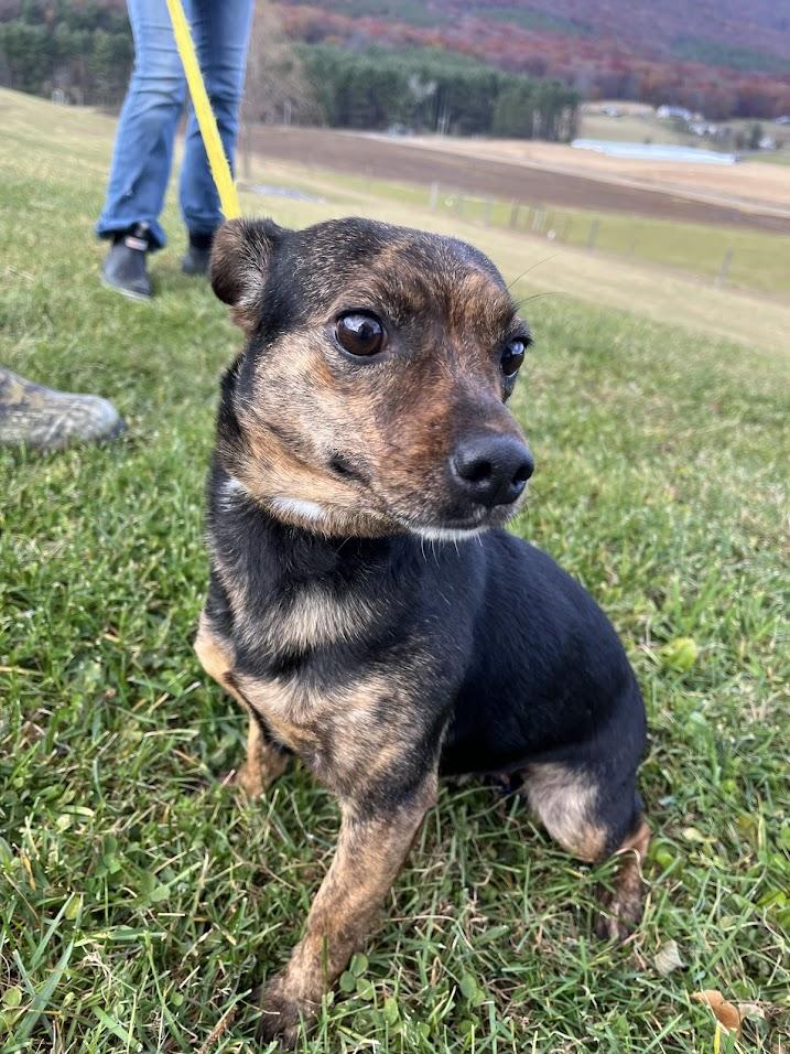 Enlarge Tiny Tot, a Adopted Chihuahua in Covington, VA image 3/5