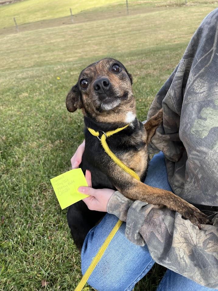 Enlarge Tiny Tot, a Adopted Chihuahua in Covington, VA image 1/5