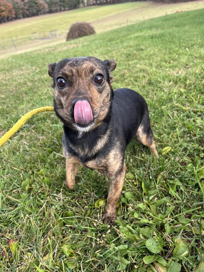 Enlarge Tiny Tot, a Adopted Chihuahua in Covington, VA image 2/5