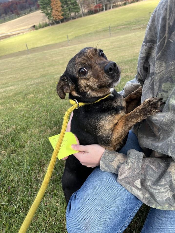 Enlarge Tiny Tot, a Adopted Chihuahua in Covington, VA image 5/5