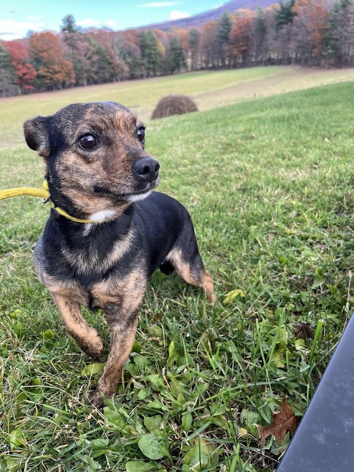 Enlarge Tiny Tot, a Adopted Chihuahua in Covington, VA image 4/5