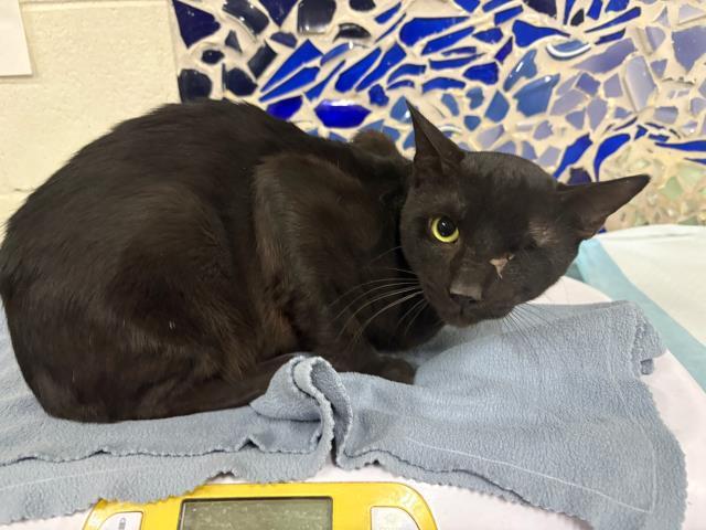 WINSTON WINX, Adoptable, Young Male Domestic Short Hair.