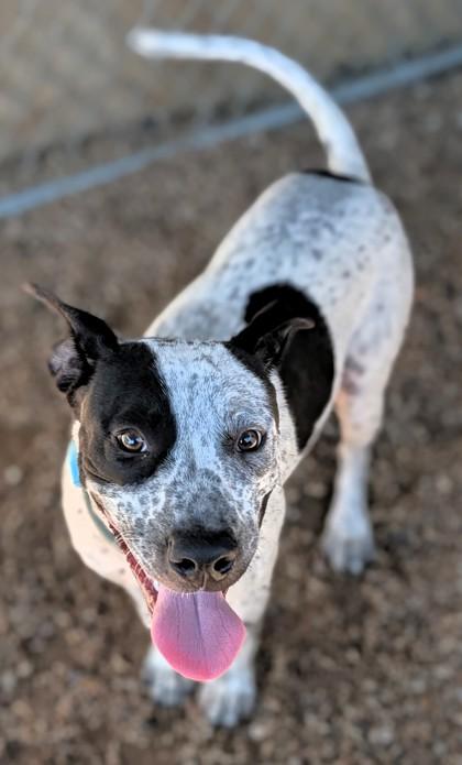 Sgt Pepper, Adoptable, Young Male Mixed Breed & Mixed Breed.