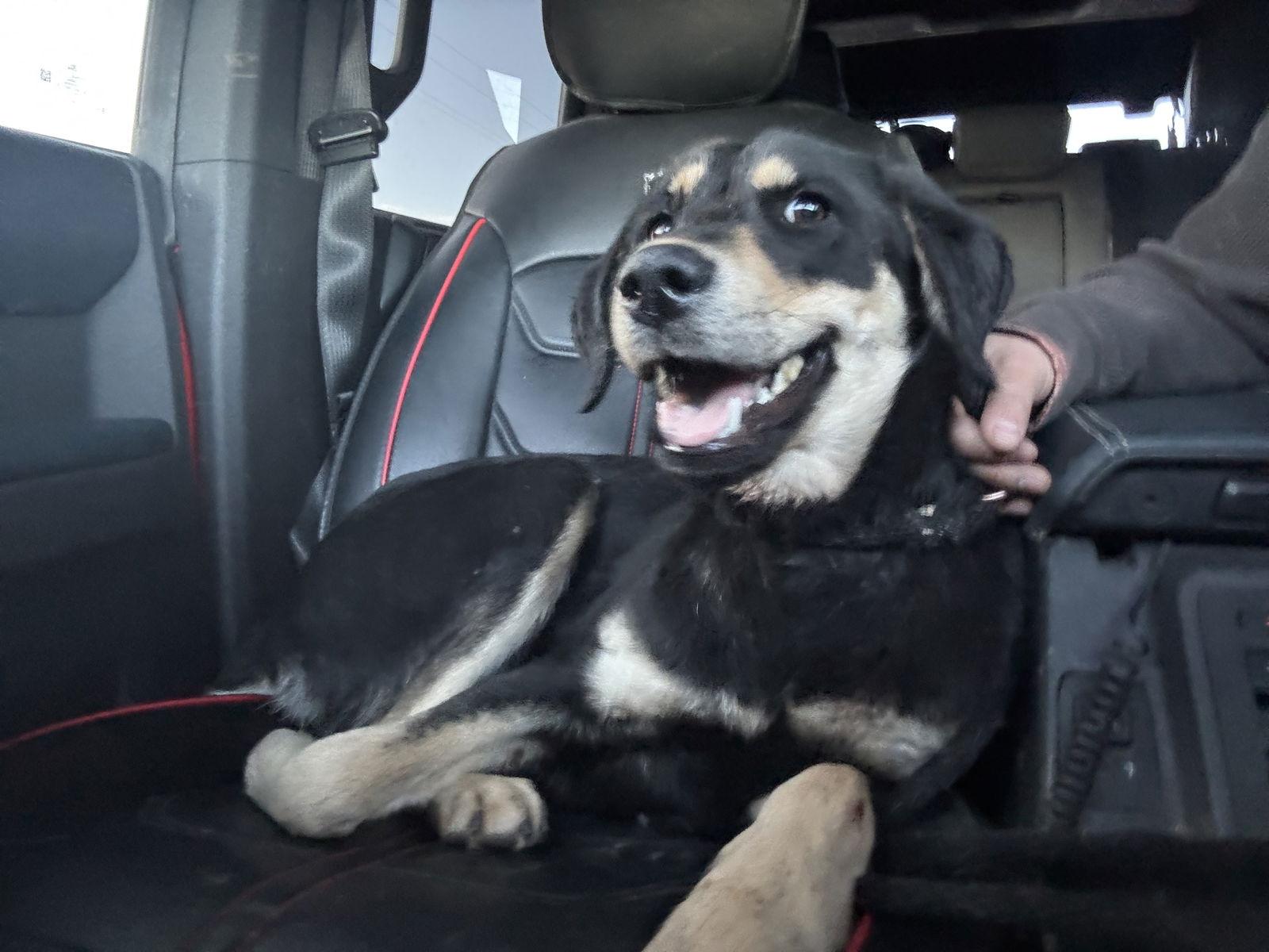 Enlarge Nessie, a Adoptable Labrador Retriever in Las Vegas, NM image 1/2