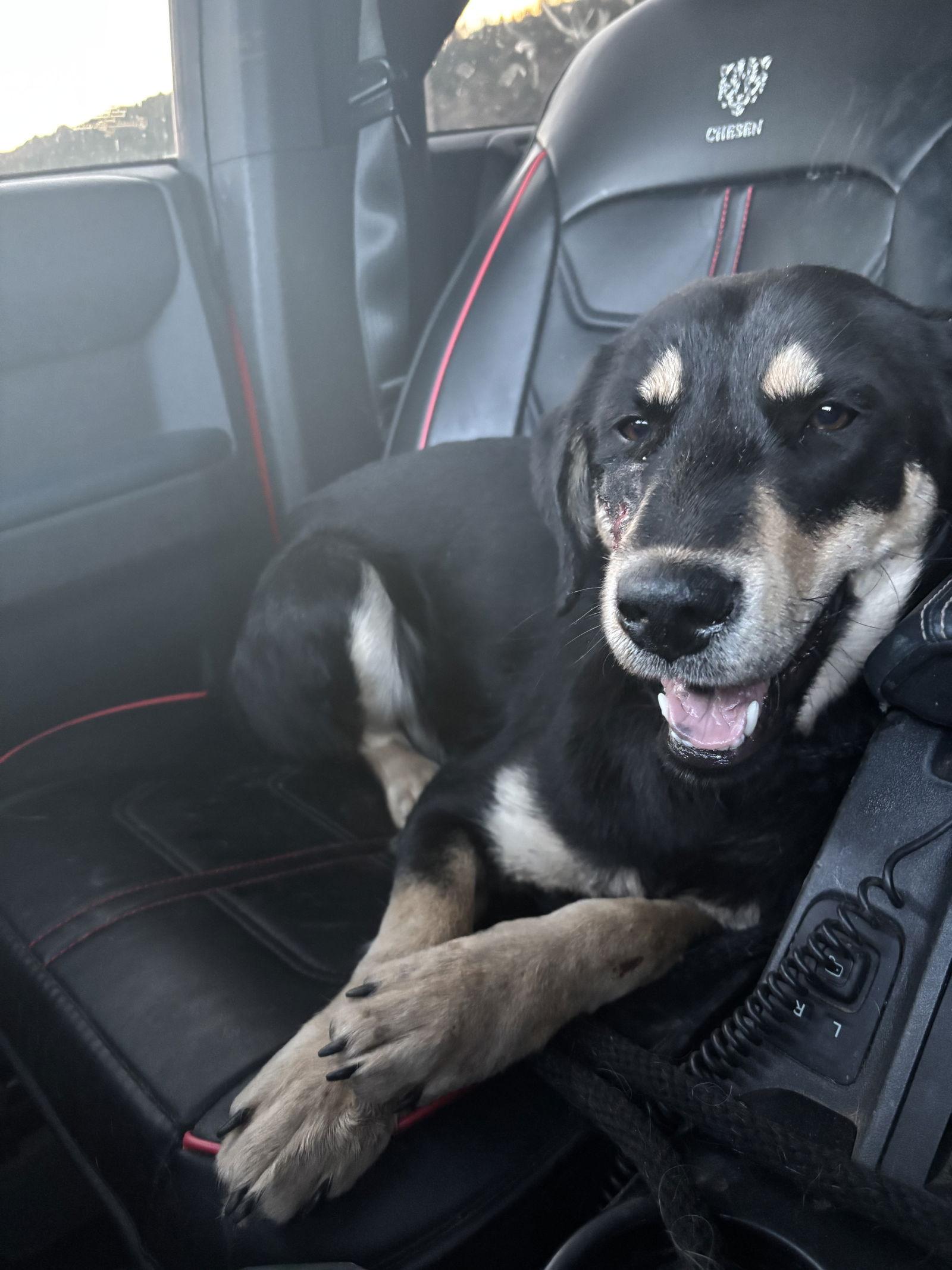 Enlarge Nessie, a Adoptable Labrador Retriever in Las Vegas, NM image 2/2