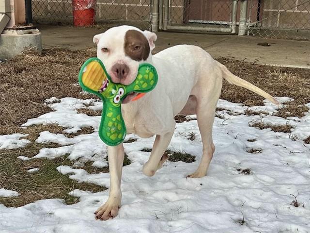 NEIL, Adoptable, Adult Male Pit Bull Terrier.