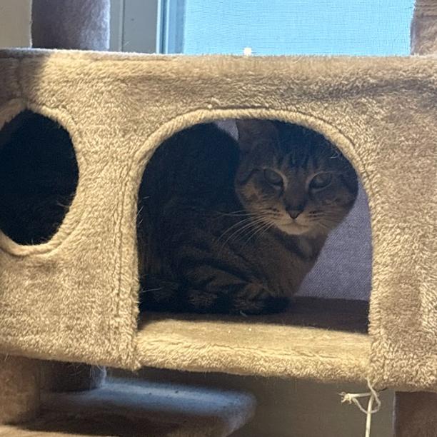 Yellow, Adoptable, Young Male Domestic Short Hair.
