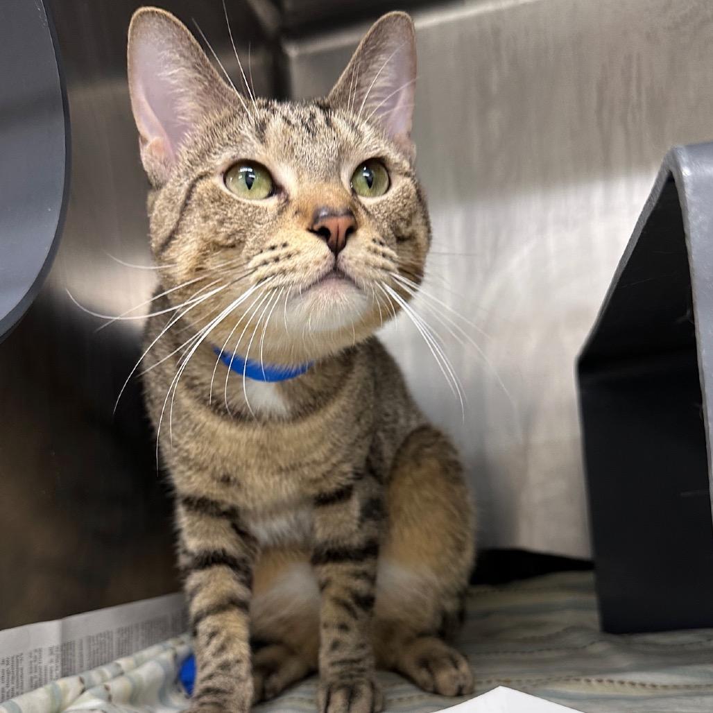Yellow, a Adoptable Domestic Short Hair in Chicago, IL image 2/6