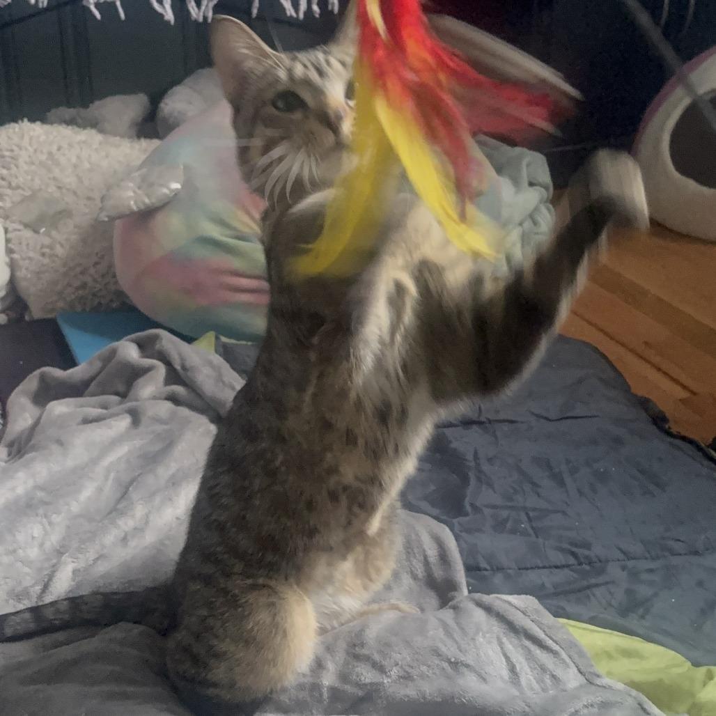 Yellow, a Adoptable Domestic Short Hair in Chicago, IL image 3/6