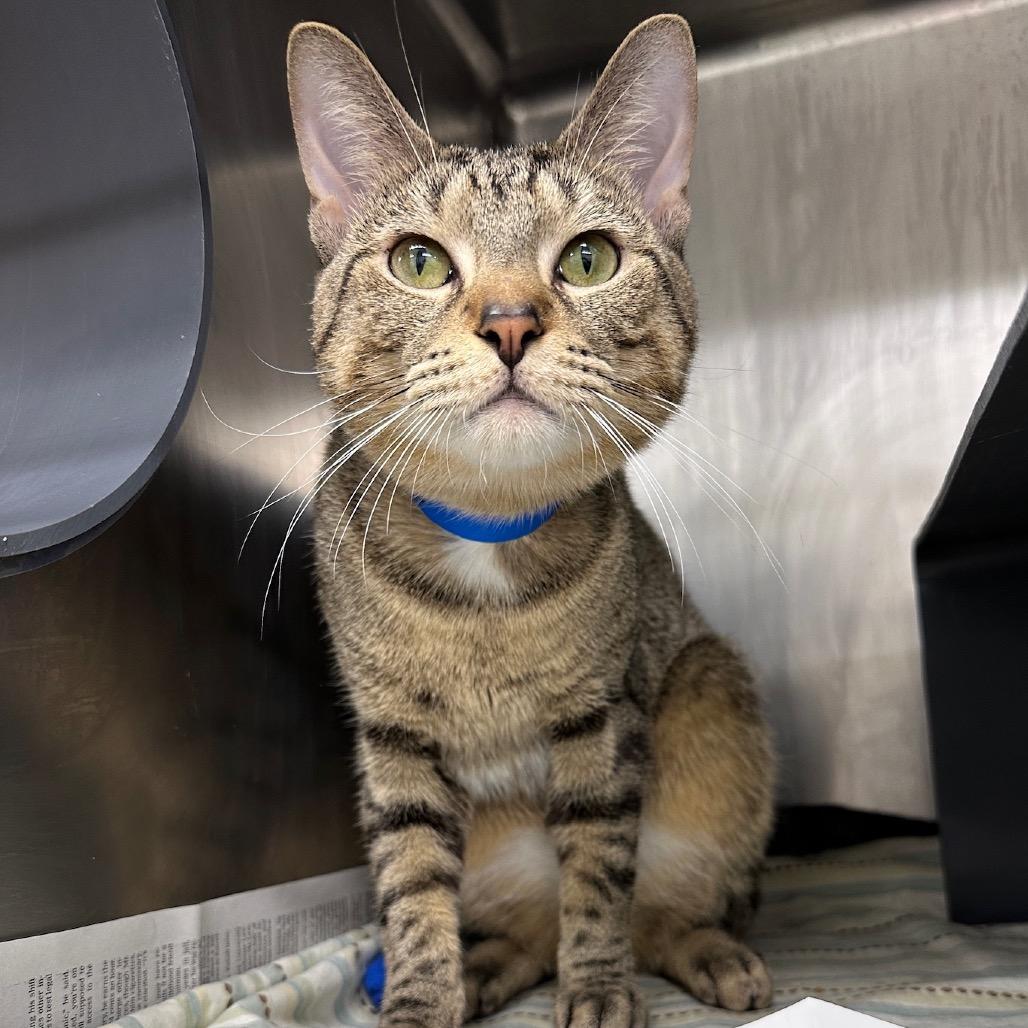 Yellow, a Adoptable Domestic Short Hair in Chicago, IL image 4/6