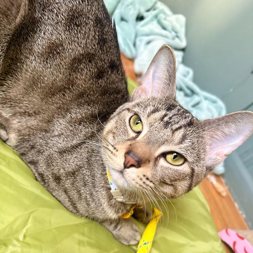 Yellow, a Adoptable Domestic Short Hair in Chicago, IL image 5/6