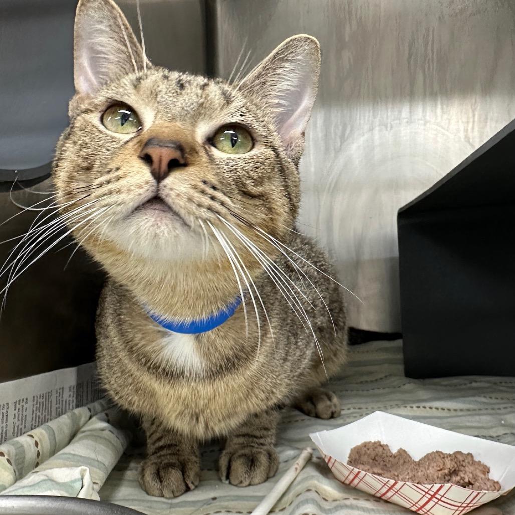 Yellow, a Adoptable Domestic Short Hair in Chicago, IL image 6/6