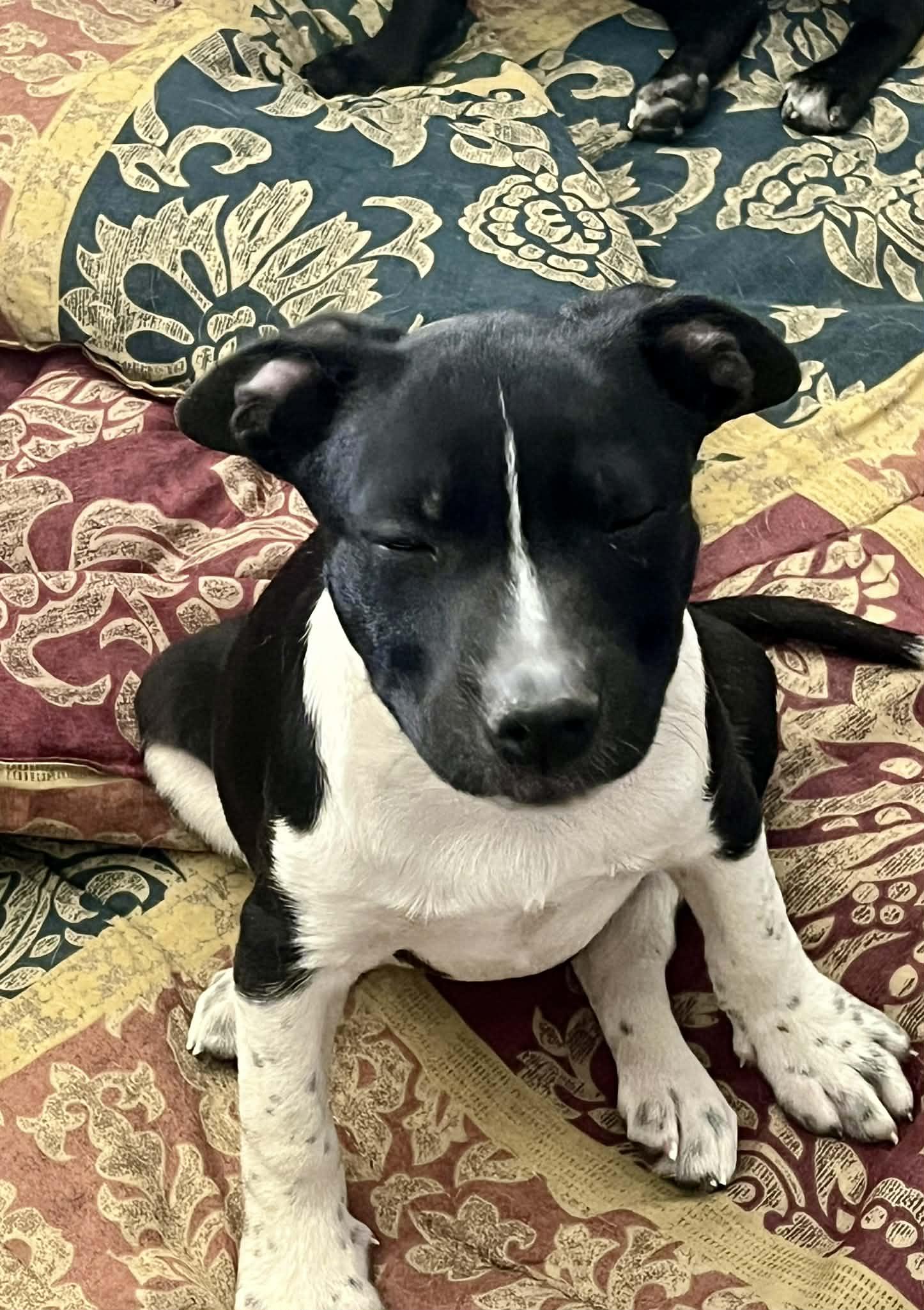 Ham, Adoptable, Puppy Female Black Labrador Retriever & Pit Bull Terrier.