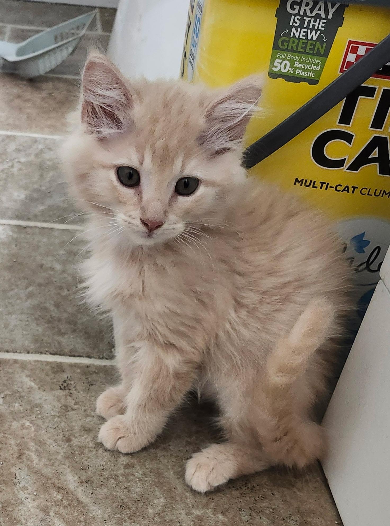 Sunny, Adopted, Young Male Domestic Long Hair.