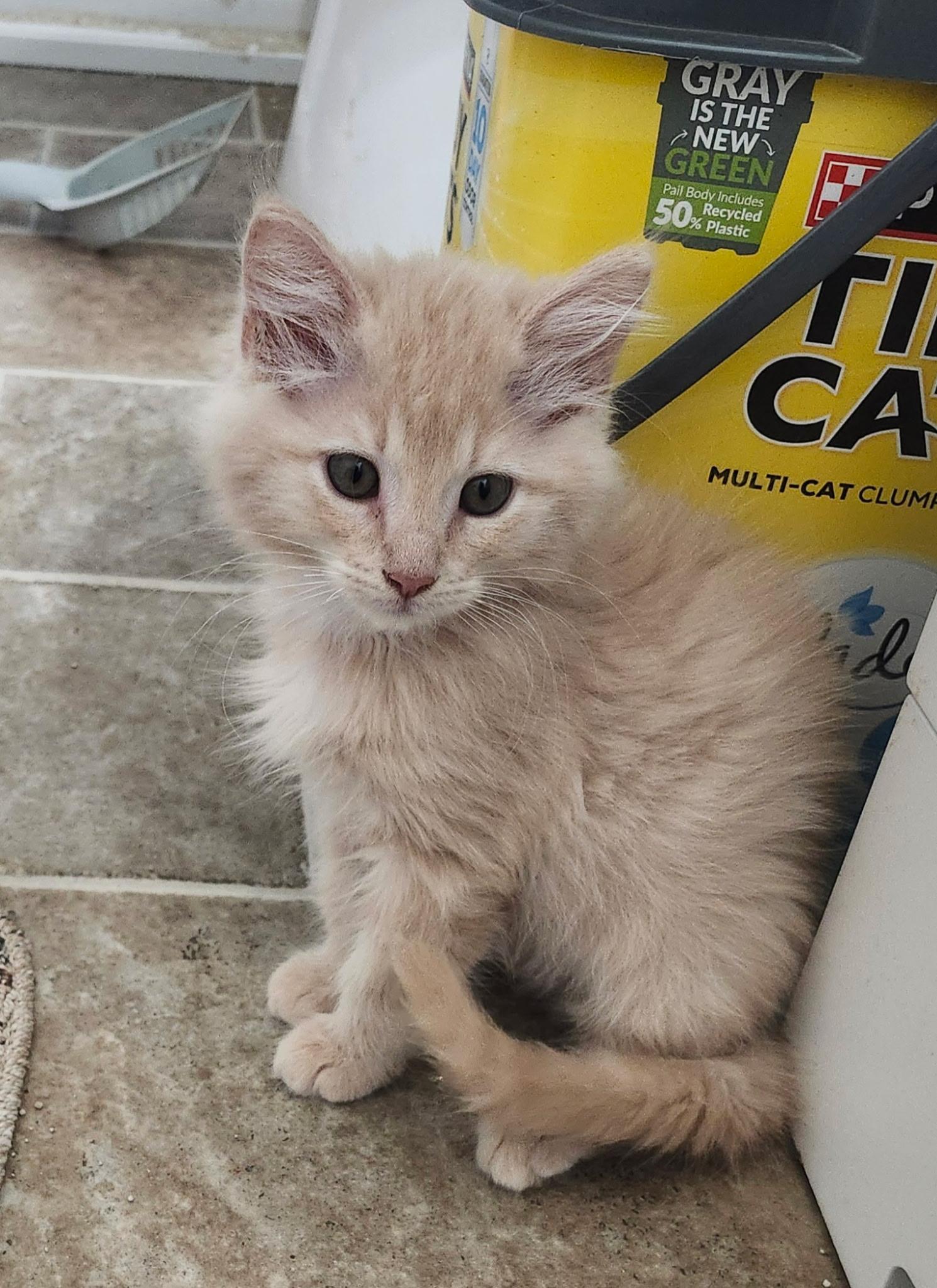 Enlarge Sunny, a Adopted Domestic Long Hair in Rio Linda, CA image 2/4