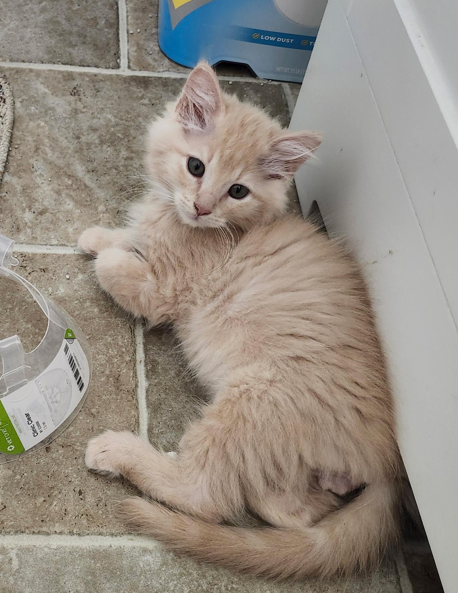 Enlarge Sunny, a Adopted Domestic Long Hair in Rio Linda, CA image 3/4