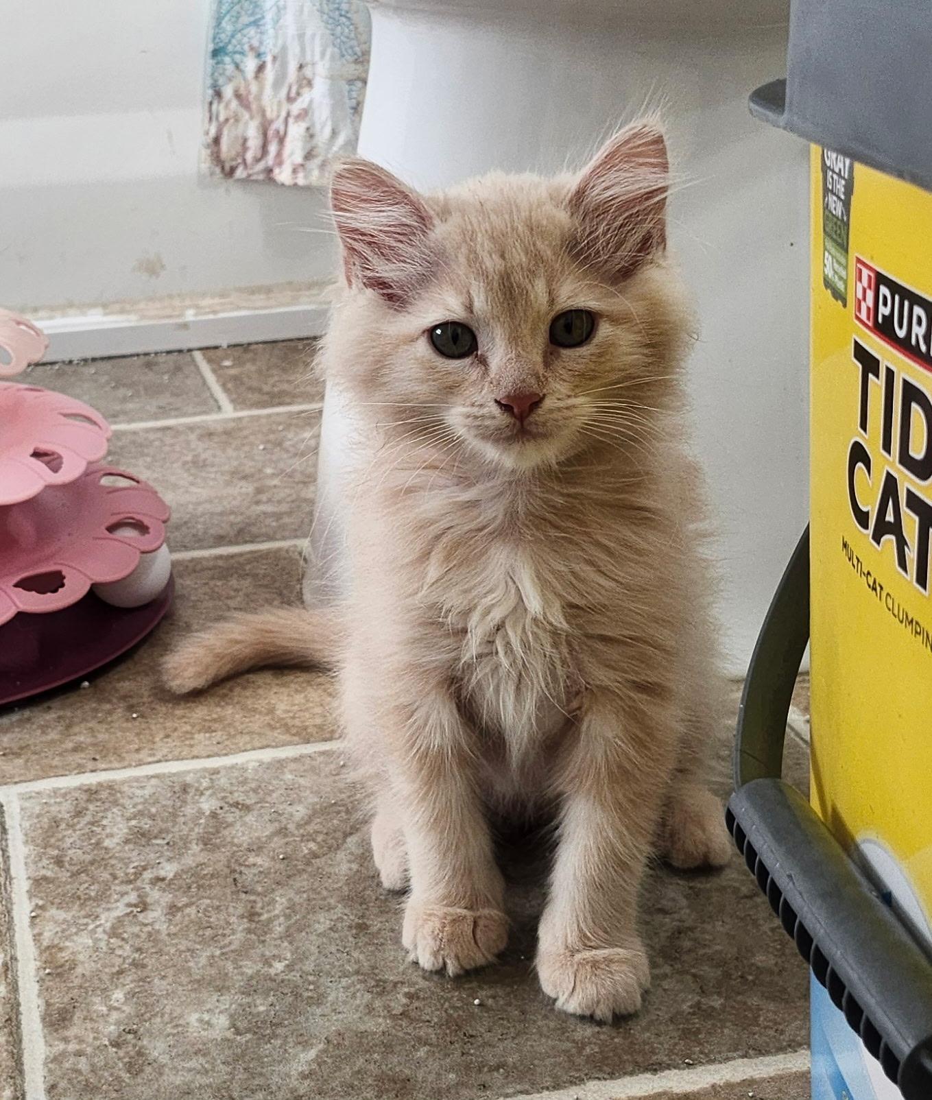 Enlarge Sunny, a Adopted Domestic Long Hair in Rio Linda, CA image 4/4