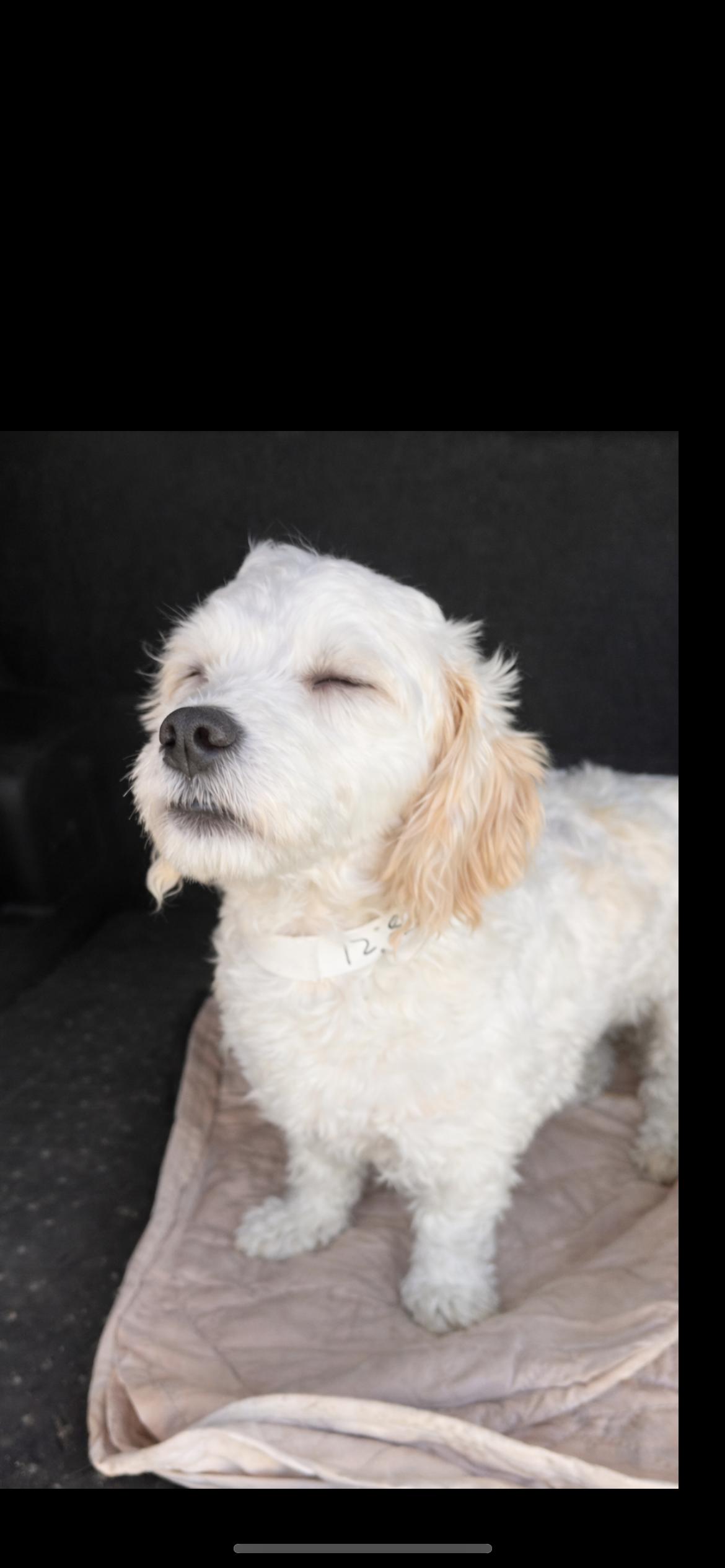 Enlarge Blossom, a Adoptable mixed breed in Hamden, CT image 3/6