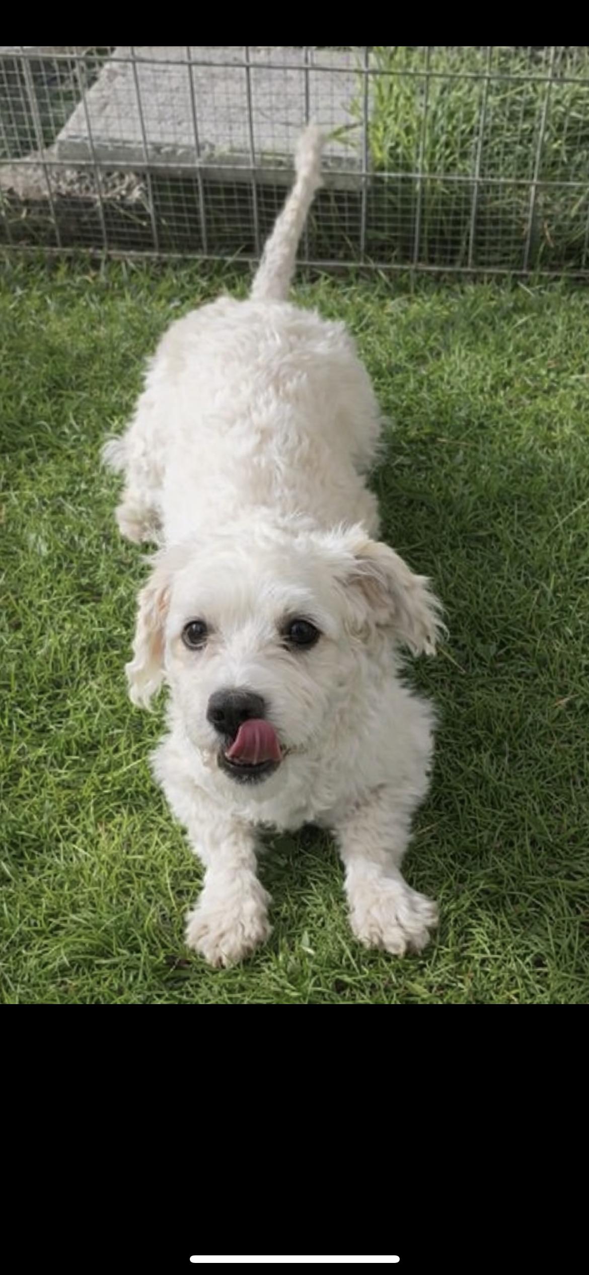 Enlarge Blossom, a Adoptable mixed breed in Hamden, CT image 4/6