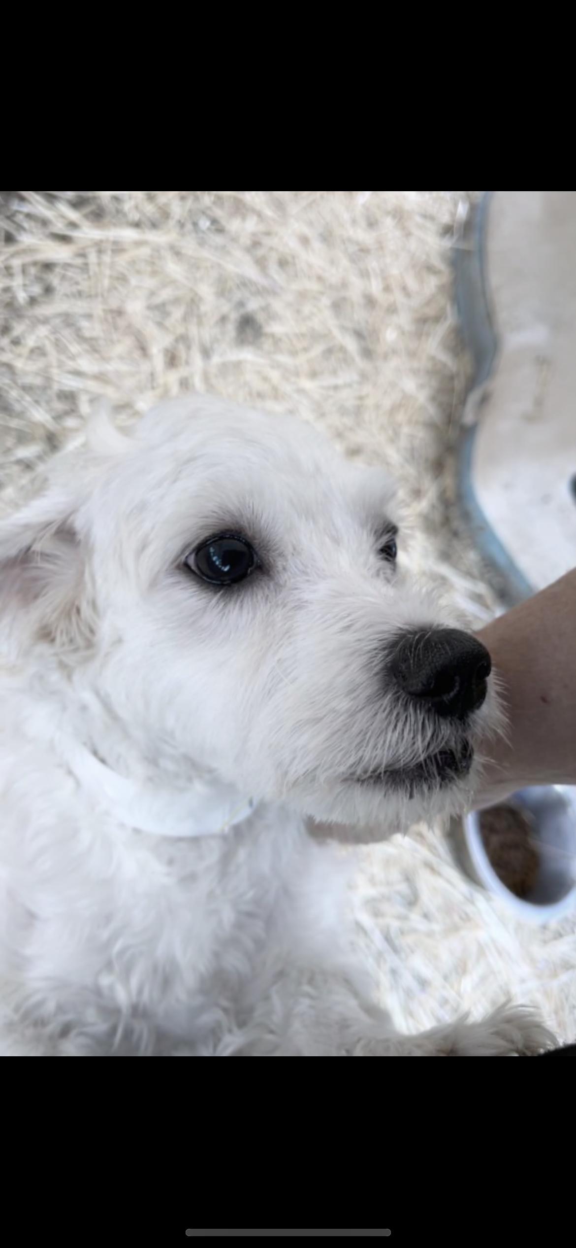 Enlarge Blossom, a Adoptable mixed breed in Hamden, CT image 2/6