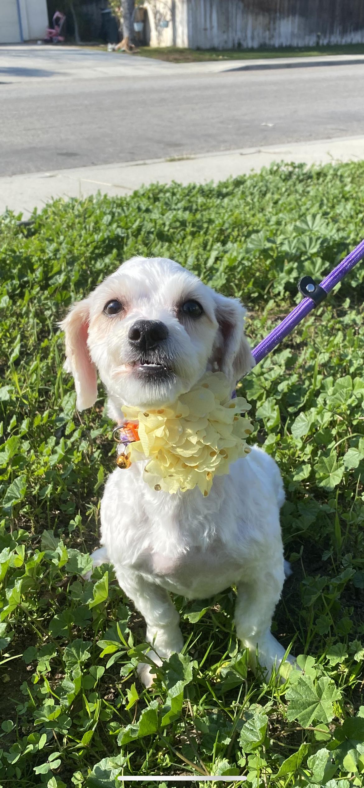 Enlarge Blossom, a Adoptable mixed breed in Hamden, CT image 6/6