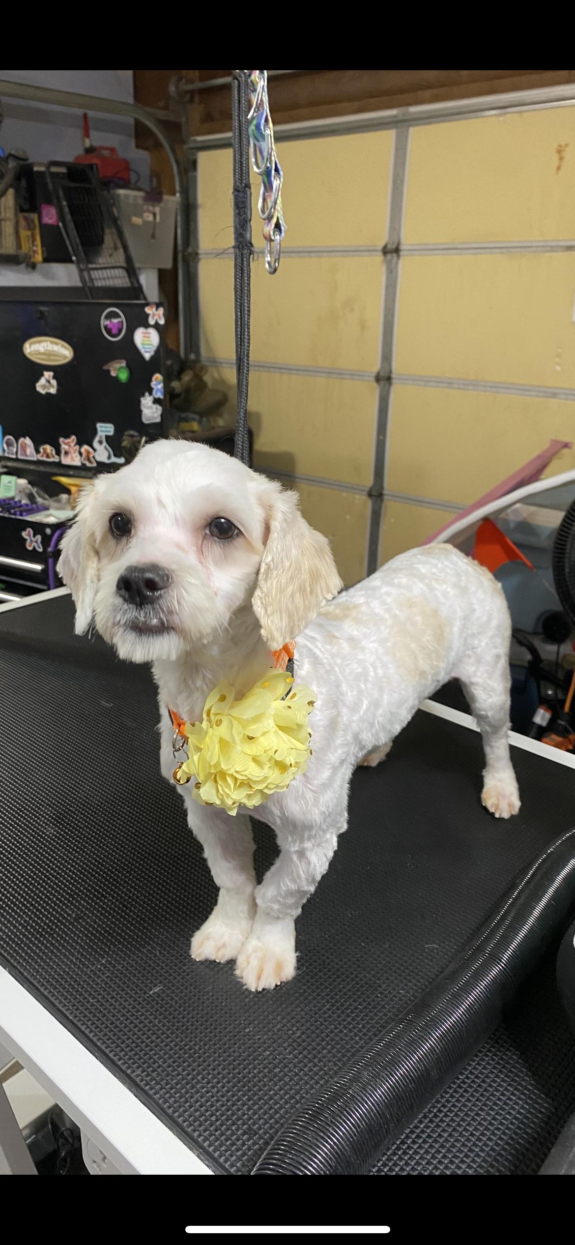 Enlarge Blossom, a Adoptable mixed breed in Hamden, CT image 5/6