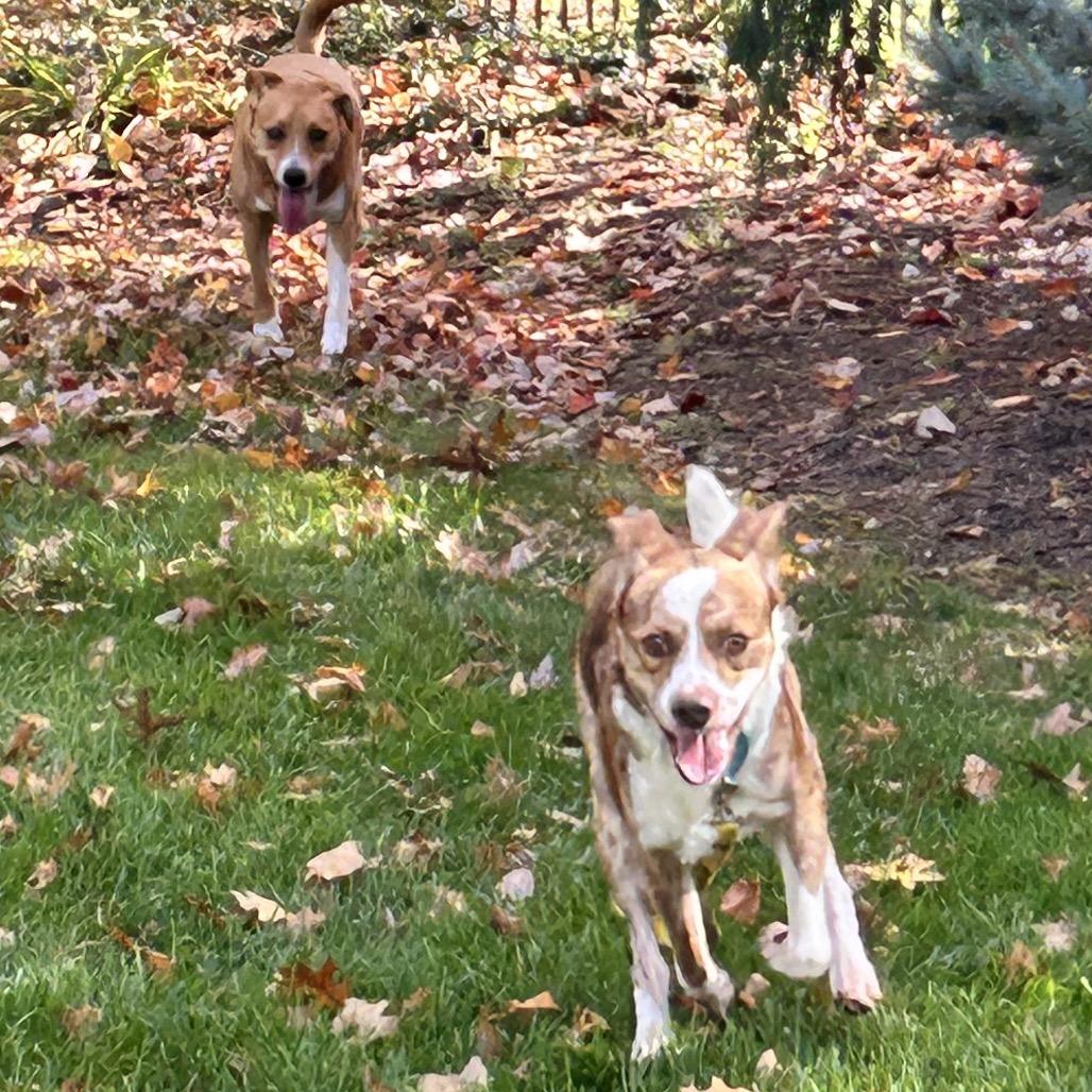 Enlarge Turbo, a Adoptable mixed breed in Alexandria, VA image 2/6