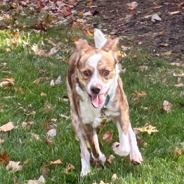 Enlarge Turbo, a Adoptable mixed breed in Glen Burnie, MD image 1/6