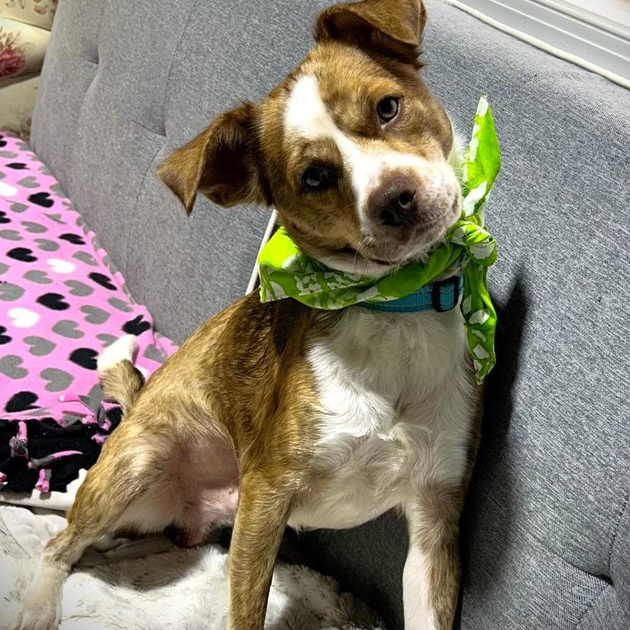 Enlarge Turbo, a Adoptable mixed breed in Glen Burnie, MD image 2/6