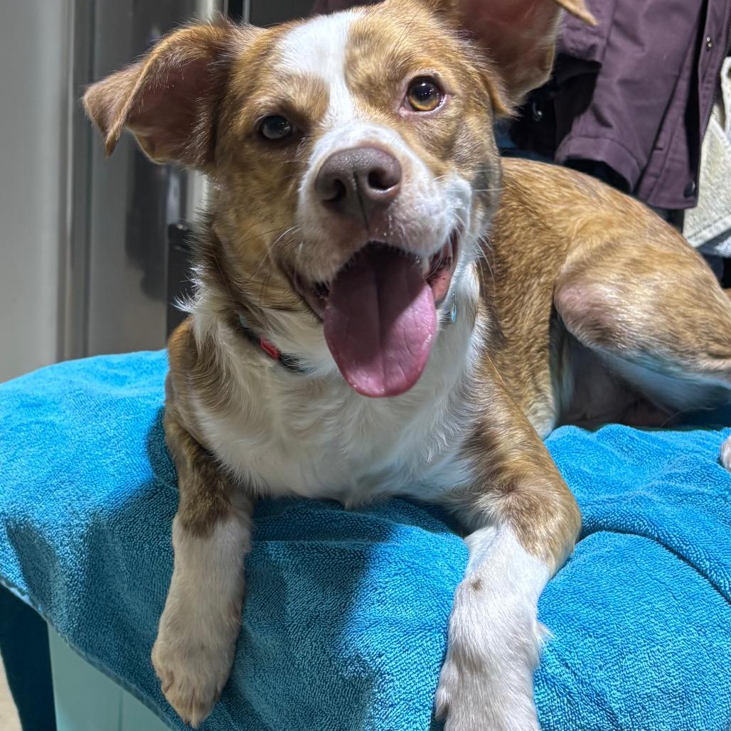 Enlarge Turbo, a Adoptable mixed breed in Glen Burnie, MD image 2/6