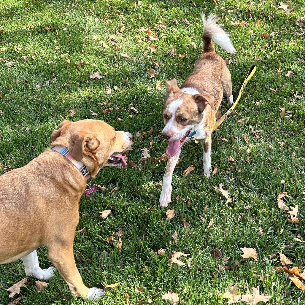 Enlarge Turbo, a Adoptable mixed breed in Alexandria, VA image 3/6