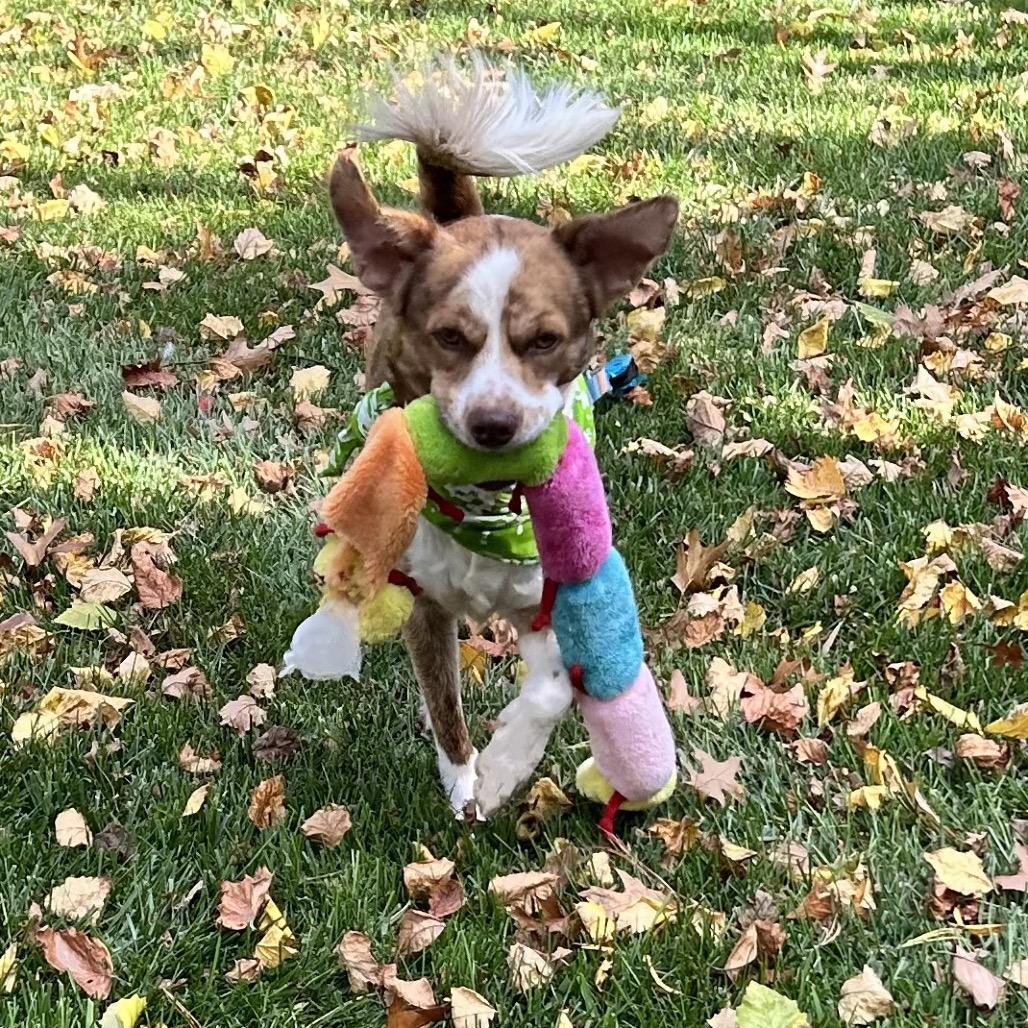 Enlarge Turbo, a Adoptable mixed breed in Alexandria, VA image 4/6