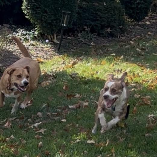 Enlarge Turbo, a Adoptable mixed breed in Alexandria, VA image 5/6