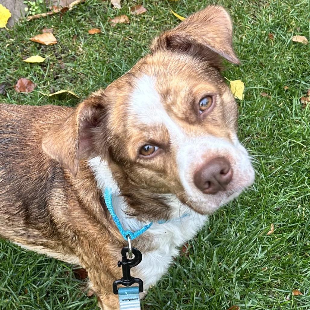 Enlarge Turbo, a Adoptable mixed breed in Alexandria, VA image 6/6