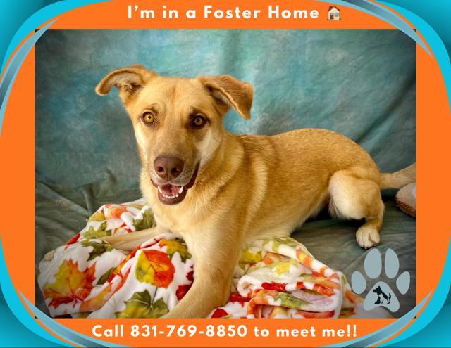 BELLA, Adoptable, Young Female Labrador Retriever.