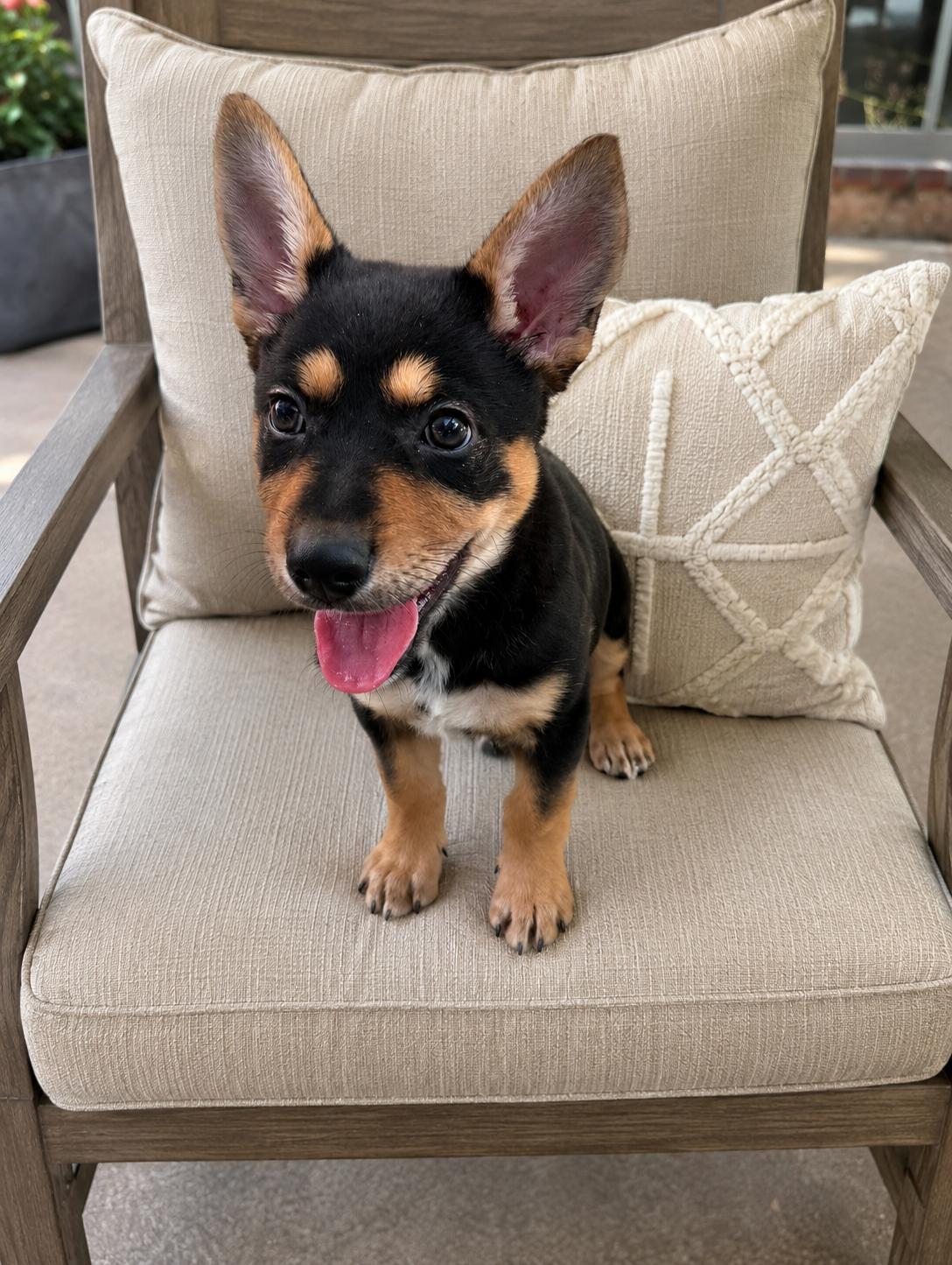 Peaches, a Adopted Australian Kelpie in Euless, TX image 2/3