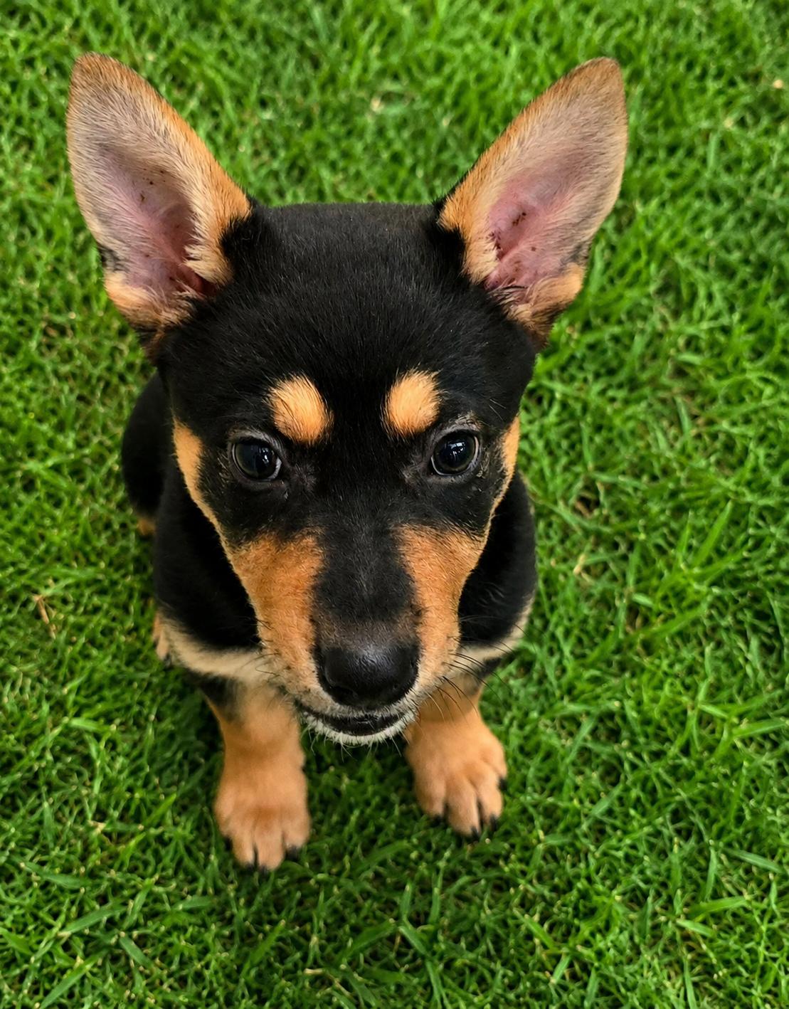 Peaches, a Adopted Australian Kelpie in Euless, TX image 3/3