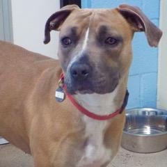 Honey — thumbnail 3