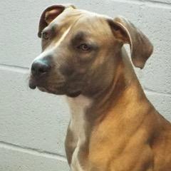 Honey — thumbnail 4